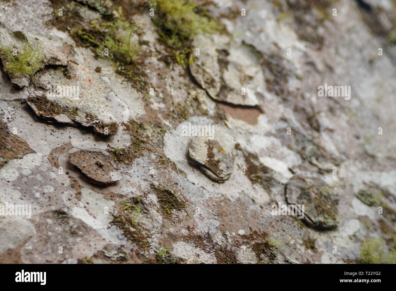 New Zealand, tree bark Stock Photo Alamy