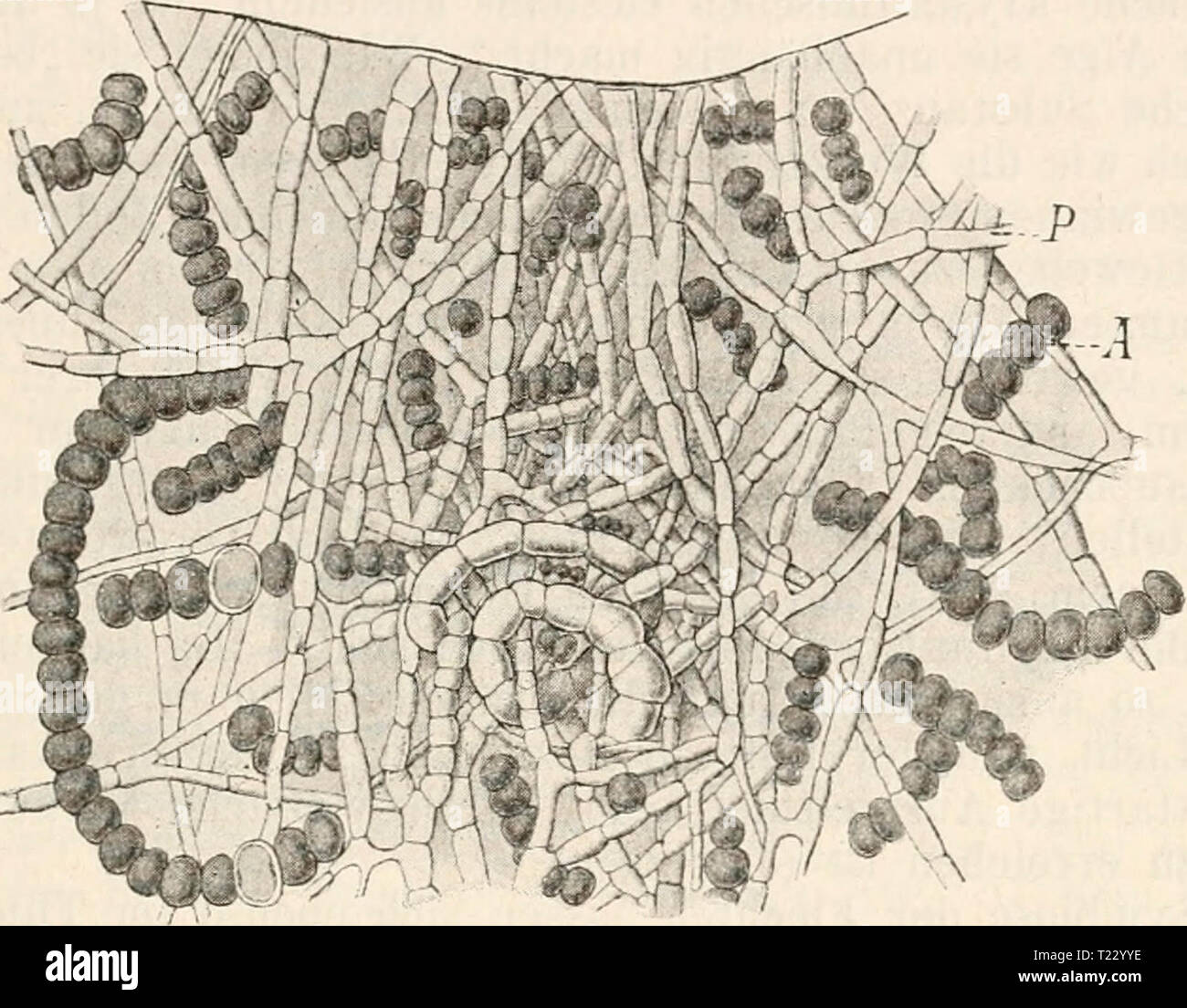 Archive image from page 40 of Die Zelle und die Gewebe Die Zelle und die Gewebe. Grundzüge der Allgemeinen Anatomie und Physiologie diezelleunddiege01hert Year: 1893-1898 Artgleiche, symbiontische, parasitäre Zellvereinigung. 27 In solcher Genosseiiscluift leben zwei Zellarten mit ganz entgegen- gesetzten Eigenschaften, mit einem grnudverschiedenen Stoffwechsel zusammen, Zellen, die wie die grünen PÜanzenzellen Kohlensäure zersetzen und Kohlenhydrate etc. bilden können, und Zellen, welchen gerade dieses Vermögen fehlt, und die nur von schon gebildeter orga- nischer Substanz leben können. Abe Stock Photo
