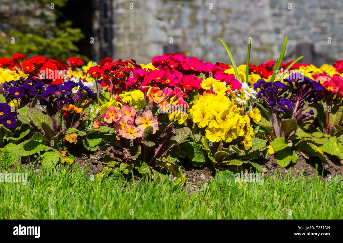 A colourful formal mixed herbaceous border of Polyanthus plants outside