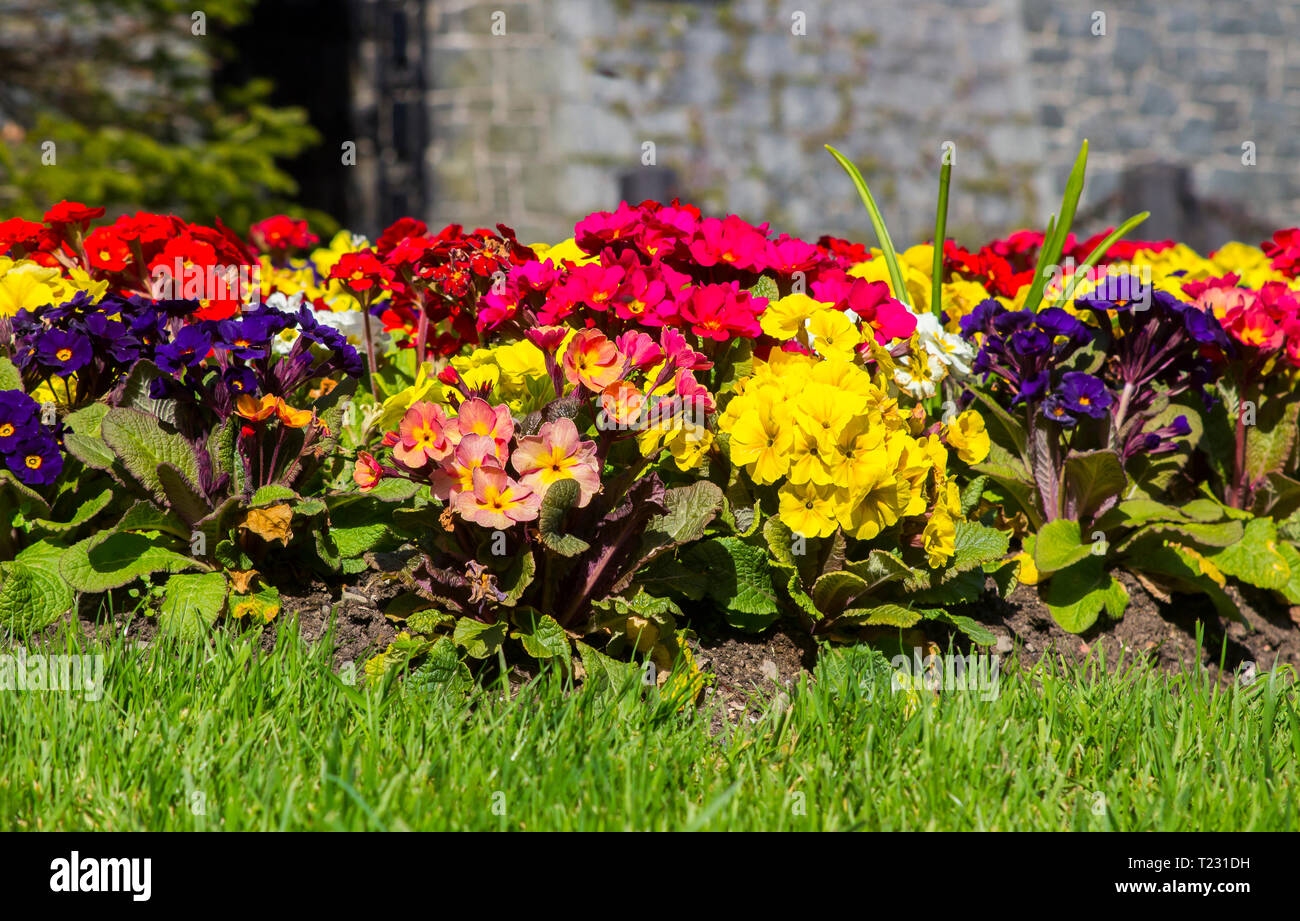 A colourful formal mixed herbaceous border of Polyanthus plants outside Killyleagh Castle in Killyleagh Village in County Down Northern Ireland Stock Photo