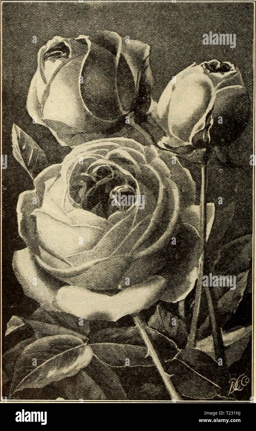 Archive image from page 71 of Dingee guide to rose culture Dingee guide to rose culture  dingeeguidetoros19ding Year: 1909  i850&.SiXTY Years Among The RosESPfeo9 Polyantha, or Fairy Roses The members of this distinct and charming class of everblooming Roses are distinguished by their dVarf, bushy habit of growth, medium size, very double flowers and delightful fragrance. They are borne in large clusters and masses, almost covering the whole plant with a sheet of bloom. The Polyanthas are vigorous growers, constant and profuse bloomers, giving a very pretty effect for general planting as well  Stock Photo