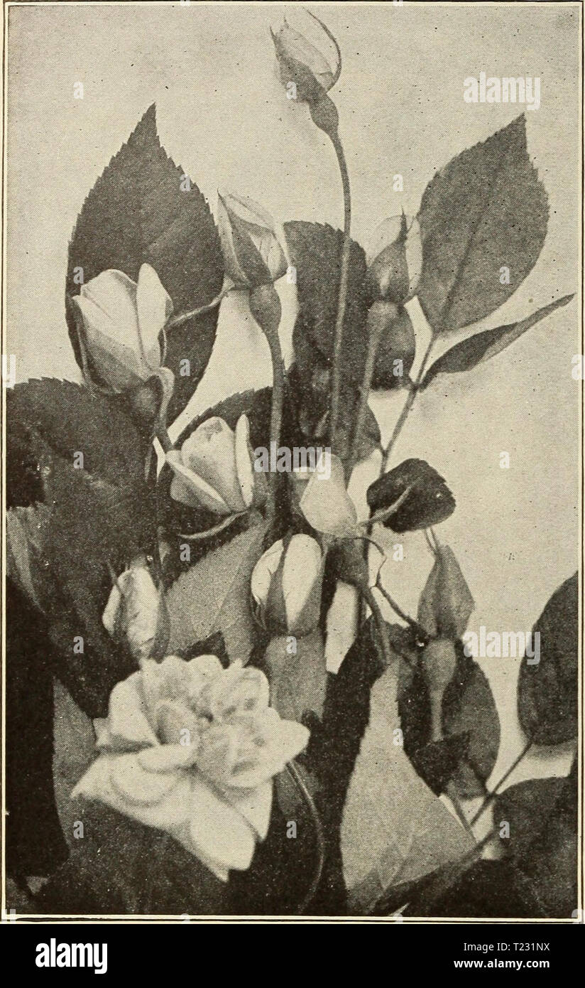 Archive image from page 71 of Dingee guide to rose culture Dingee guide to rose culture  dingeeguidetoros19ding 7 Year: 1916  biNGEE Guide To Rose Culture fOUNDED I 1850    The Dainty Buds of Mile. Cecile Bruner. Polyantha, or Fairy Roses The members of this distinct and charming class of ever- blooming Roses, of which the Baby Rambler forms a con- spicuous group, are distinguished by their dwarf, bushy habit of growth, medium size, very double flowers and de- lightful fragrance. They are borne in large clusters and masses, almost covering the whole plant with a sheet of bloom. Our two-year-ol Stock Photo