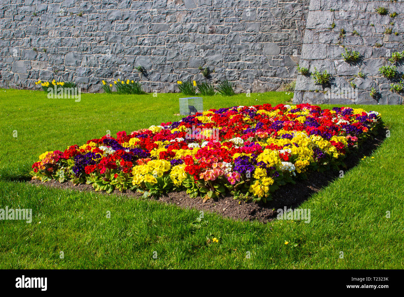 A colourful formal mixed herbaceous border of Polyanthus plants outside Killyleagh Castle in Killyleagh Village in County Down northern Ireland Stock Photo
