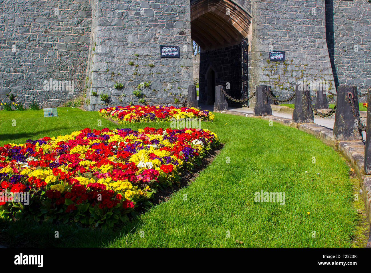 29 March 2019 Colourful formal mixed herbaceous bordesr of Polyanthus plants outside Killyleagh Castle in Killyleagh Village in County Down Northern I Stock Photo