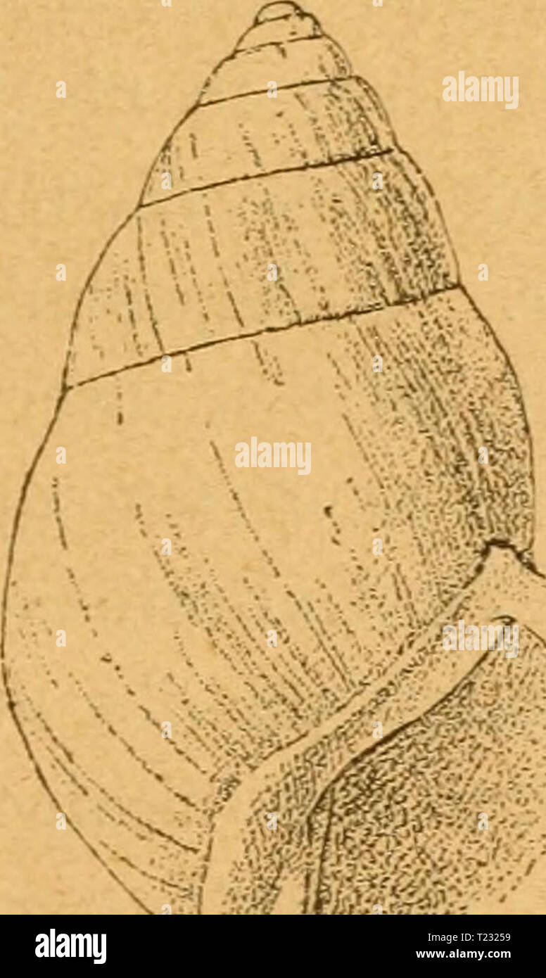 Archive image from page 76 of Die Weich- und Schaltiere gemeinfasslich Die Weich- und Schaltiere gemeinfasslich Dargestellt  dieweichundschal00mart Year: 1883  69 tüte mon bie «Scnedenfdjalen jet and] getDönlicf} eicfjnet, bte 50?ünbung für ben efiauer an ber reiften Seite ber §aupt acfe liegt; e§ ift biefelbe Diidjtimg, tük biejenige einer SSenbel- tre|3pe, bei ber man im §erunter)'teigen ftd) immer nac rectö bret)t, unb e§ ift biefelbe 8piralri(tung, in lt)el(er bie Wdßa ber tüinbenben flanen, 5. 5:8. bie onen unb SBinben (aber nict ber §opfen unb ba§ @ei§blatt), gebret ftnb; bie otanüer nen Stock Photo