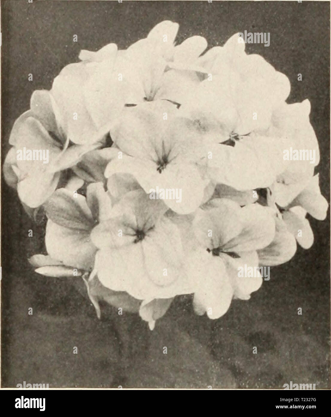 Archive image from page 77 of Dingee guide to rose culture Dingee guide to rose culture : for more than 60 years an authority  dingeeguidetoros19ding 5 Year: 1914  DiNGEE Guide To Rose Culture â- â g.s&gt;s- â =-9fejÂ»-    Single Geranium Choice Dingee Geraniums The Best New Double Geraniums I'rlrCN, NironK pliintN. tr&gt;o. rnclt. 4 for ifl.OI) r&lt;;r Ni-t of lU. io. Jean Viaiiil. Soft. pink, white blotches. Double .fÂ»- L.lfe. Outer flowers brilliant red; cen- ter pure white liowers. E. H. Trego. Dazzling scarlet, velvety. AIplion.se Rienrd. Semi-double; orange-red. Thomns Meelian (New Br Stock Photo