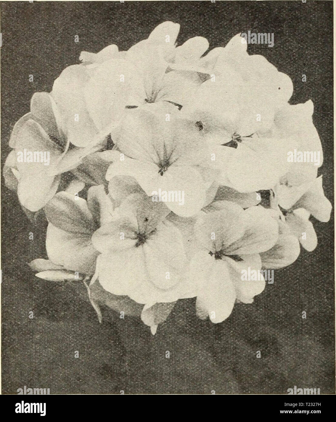Archive image from page 77 of Dingee guide to rose culture Dingee guide to rose culture  dingeeguidetoros19ding 4 Year: 1913  Sing-le Geranium. Choice Dingee Geraniums The Best New Double Graniums Prices, strong plants, 15 cts. each, 4 for 50 cts.; $1.00 for set of 10. Jean Viand. Soft, pink, white blotches. Donble New Life. Outer flowers brilliant red; cen- ter pure white flowers. E. H. Trego. Dazzling scarlet, velvety. Alphonse Ricard. Semi-double; orange-red. Thomas Meehan (New Bruant Geranium). Semi- double, bright magenta. Superb. Beaute Poitevine. Bright salmon-pink. S. A. Nutt. Rich, da Stock Photo