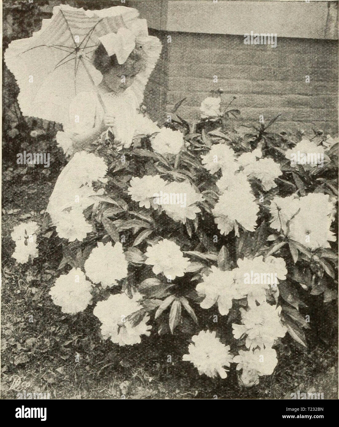 Archive image from page 79 of Dingee guide to rose culture Dingee guide to rose culture  dingeeguidetoros19ding 4 Year: 1913  p Dingee Hardy Peonies 'Peonies are the popular hardy plant of the day. Once planted they last practically forever. Hardy in the coldest climates. For single specimens and cemetery planting, they are unexcelled. We offer the finest varieties.' New and Rare Peonies Price, strong roots, 50 cts. each. Set of 8 superb varieties postpaid for $3.25. Edulis Superba. Red Faust. Delicate light pink. Felix Crousse. Brilliant red. Extra fine. Humei Carnea. Light rose, passing into Stock Photo
