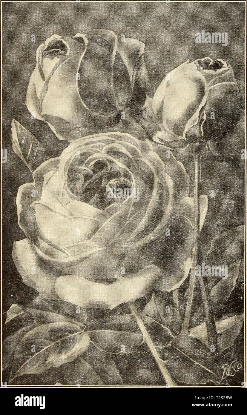 Archive image from page 79 of Dingee guide to rose culture Dingee guide to rose culture : 1850 1910  dingeeguidetoros19ding 1 Year: 1910  DiNGEE Guide To Rose Culture 1910 Polyantha, or Fairy Roses The members of this distinct and charming class of everblooming Roses are distinguished by their dwarf, bushy habit of growth, medium size, very double flowers and dehghtful fragrance. They are borne in large clusters and masses, almost covering the whole plant with a sheet of bloom. The Polyanthas are vigorous growers, constant and profuse bloomers, giving a very pretty effect for general planting  Stock Photo