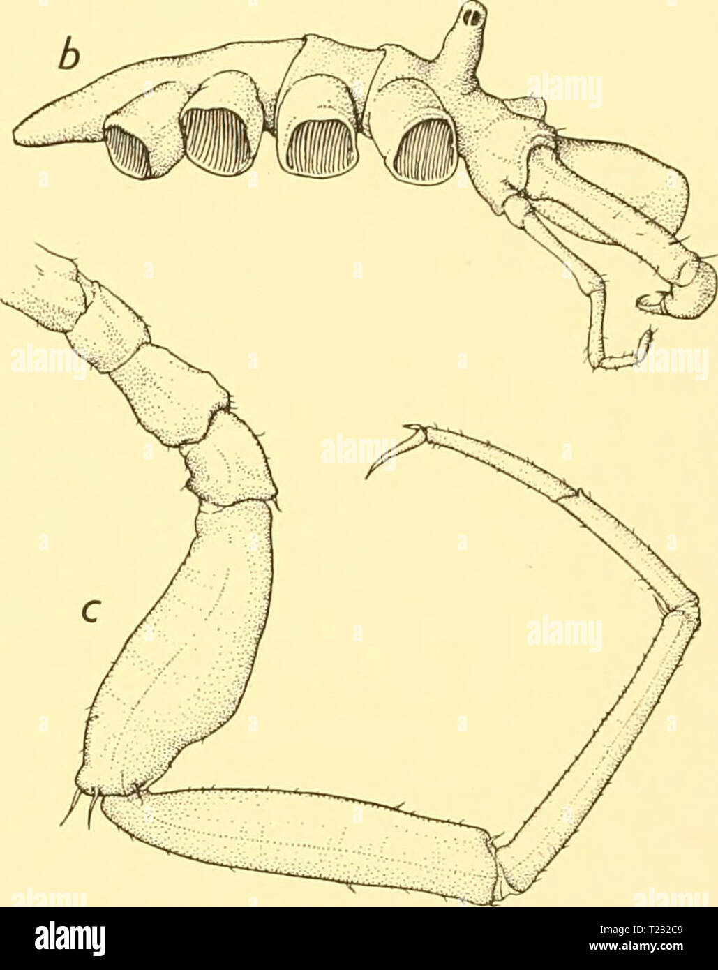 Archive image from page 79 of Discovery reports (1932) Discovery reports  discoveryreports06inst Year: 1932  Fig. 30. Nymphon neumayri, n.sp.: a. Holotype. Dorsal view of body with chelophores and palps. b. Holotype. Lateral view of body, with chelophore and palp. c. Third leg of female. Measurements {mm.) Length of proboscis ... Diameter of proboscis Length of trunk Length of cephalic segment Width of cephalic lobes Width across second lateral processes Length of abdomen Length of scape Length of chela Third right leg: First coxa ... Second coxa Third coxa ... Femur First tibia ... Second tib Stock Photo