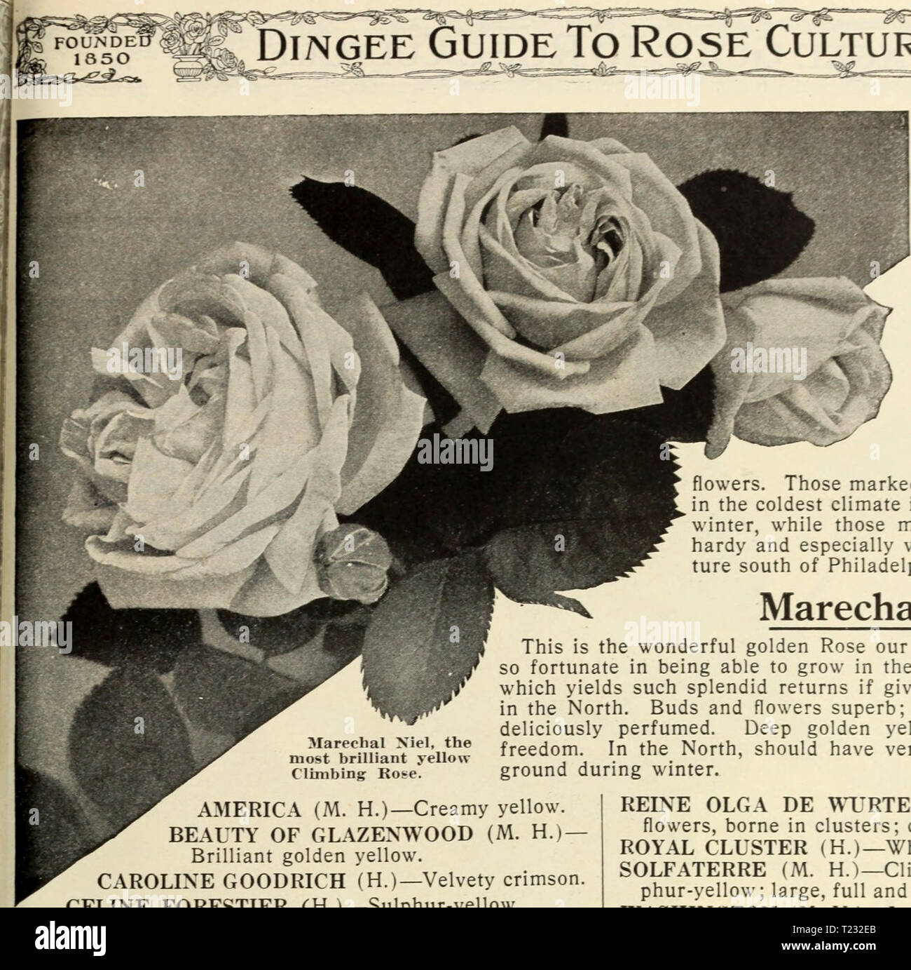 Archive image from page 80 of Dingee guide to rose culture Dingee guide to rose culture  dingeeguidetoros19ding 7 Year: 1916  DiNGEE Guide To Rose Culture    Mareclial Nlel, the most brilliant yellow Climbing Ko*e. AMERICA (M. H.)—Creamy yellow. BEAUTY OF GLAZEXWOOD (M. H.; Brilliant golden yellow. CAROLINE GOODRICH (H.)—Velvety crimson. CELINE FORESTIER (H.)—Sulphur-yellow. CLAIRE CARNOT (H.)—Buff or orange-yellow. CHROMATELLA (Cloth of Gold) (M. HJ—Bright yellow. CLIMBING DEVONIENSIS (H.)—White, tinged with blush. CLIMBING HERMOSA (H.)—Flowers borne in great pro- fusion; clear, bright pink.  Stock Photo