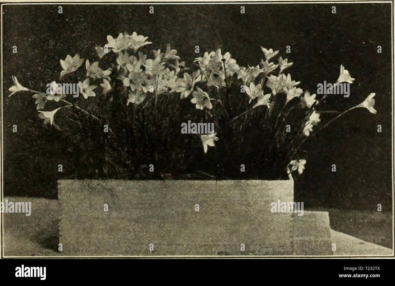 Archive image from page 84 of Dingee guide to rose culture Dingee guide to rose culture : 1917  dingeeguidetoros19ding 8 Year: 1917  Maiden Hair Fern. M.AIDE'NH.AIR 1-'ERN (Adiantum cuneatum)—The best known table Fern, with dainty, lacy fronds, unlike any other. 15c and 25c each, postpaid. ALTERN.ANTHER.S—-Compact bedder. Two colors, red and yel- low variegated. 10c each, any 6 for 50c; any 15 for .$1.00. CISSl'S DISCOLOR (Trailing Begonia)—The leaves are long, heart-shaped, .and as hand.somely marbled and mottled as a Rex Begonia. For hanging baskets. Strong plants, 1,5c each; 4 for .5&lt;)c Stock Photo