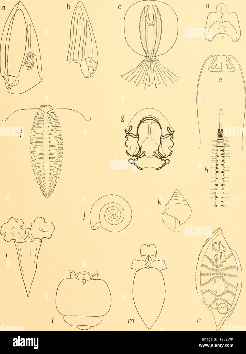 Archive image from page 84 of Discovery reports (1934) Discovery reports  discoveryreports09inst Year: 1934  Fig. 2. Species of the Antarctic macroplankton. a, Diphyes antarctica, anterior nectophore, x 2. b, Dhnophyes arctica, anterior nectophore (after Moser), x 7. c, Sibogita borchgrevinki (after E. T. Browne), x ij. d, Pyrostephos vanhoffeni, nectophore, x 5. e, Solmandella sp., x 2. /, Tomopteris carpenteri, x 1. g, Auricularia antarctica, x 8. //, Vanadis antarctica, anterior portion, x 1. i, Cleodora sulcata, x 3. j, Limacina helicina, x 5. k, Limacina balea, x 15. /, Spongiobranchaea a Stock Photo