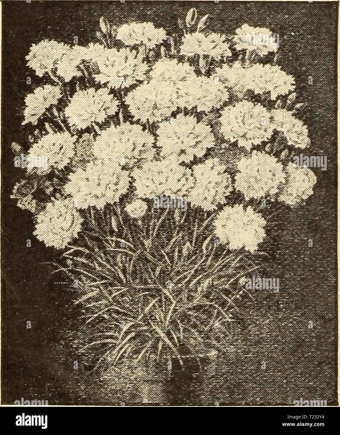 Archive image from page 85 of Dingee guide to rose culture Dingee guide to rose culture  dingeeguidetoros19ding Year: 1909  CARNATION, BOSTON MAKKET    Novelty Set of New Carnations 15c.,each, 50c. for 5; set of 12, $1, postpaid. Order as the 'Novelty Set' Aristocrat. Large, deep pink flow- I ers; long stems. Splendid- j Lady Bountiful. Pure white. Im- | mense blooms.  May Naylor. Superb crimson. New and beautiful. Mrs. Patten. White, variegated pink. Grand. Beacon. The foremost scarlet. Harlowarden. The best standard crimson on the market. Marshall's Red. Deep, gorgeous red. Very distinct. W Stock Photo