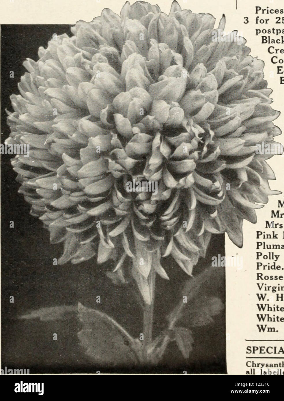Archive image from page 86 of Dingee guide to rose culture Dingee guide to rose culture : 1850 1912  dingeeguidetoros19ding 3 Year: 1912  l®SDinjee&Conard Go.,West QrovePiM i:ri* Dingee Chrysanthemums New Varieties The culture of Chrysanthemums is the easiest. If grown in the house, first put them into pots 3 to 4 inches in diameter, re-planting them as they make growth into larger pots or boxes, 6 and 7 inches in diameter. Use good, rich soil and water frequently and thor- oughly. If grown in the open ground, they should be planted in a sheltered situation to protect them from early frosts.  Stock Photo