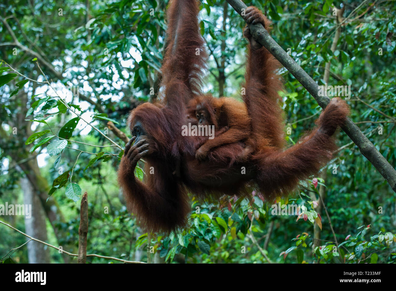 Indonesia, Sumatra, Bukit Lawang Orang Utan Rehabilitation station, mother and baby Sumatran orangutan swinging through the forest Stock Photo