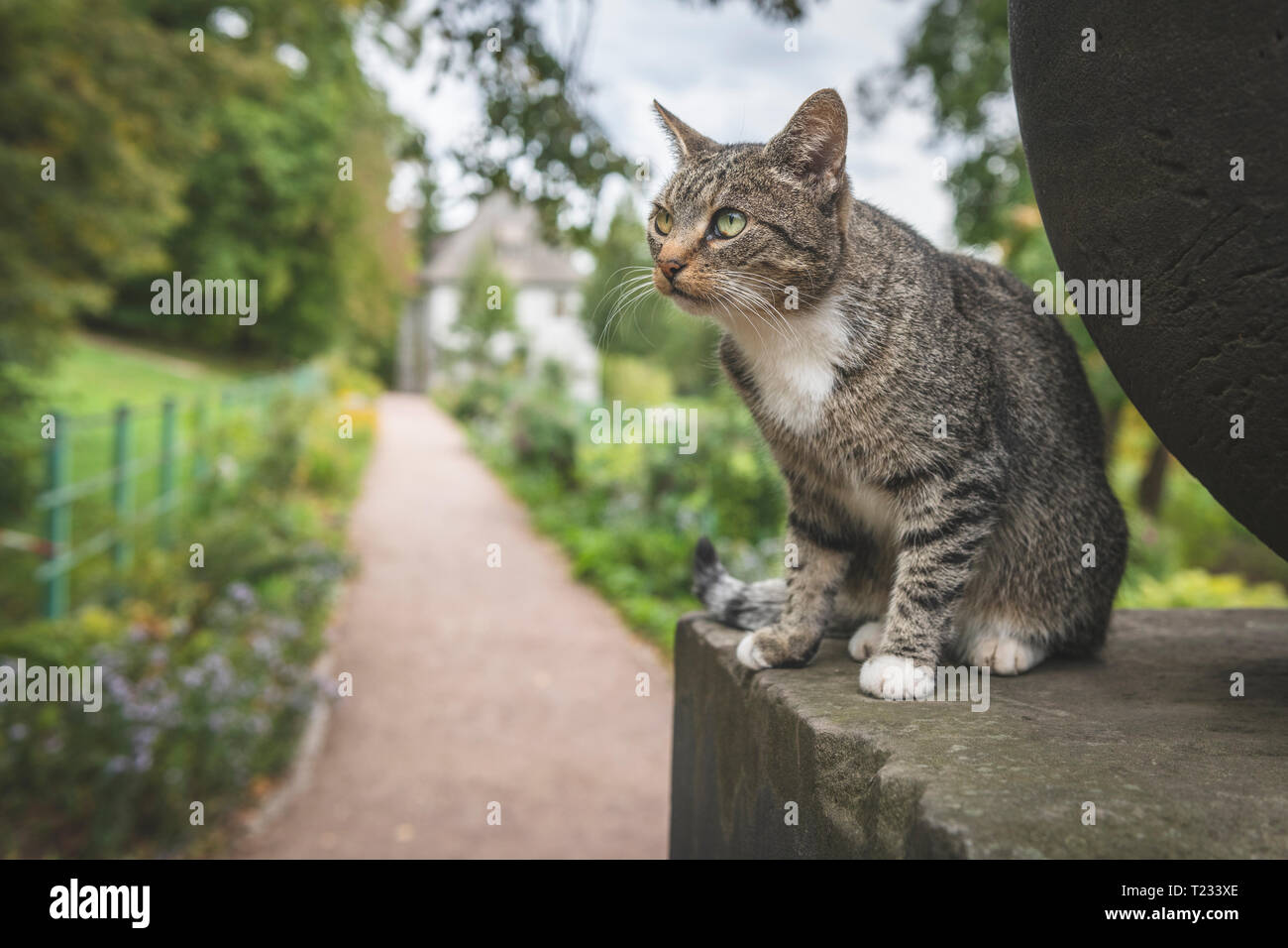 Germany, Weimar, portrait of tabby cat with Goethe Gartenhaus at Ilmpark in the background Stock Photo