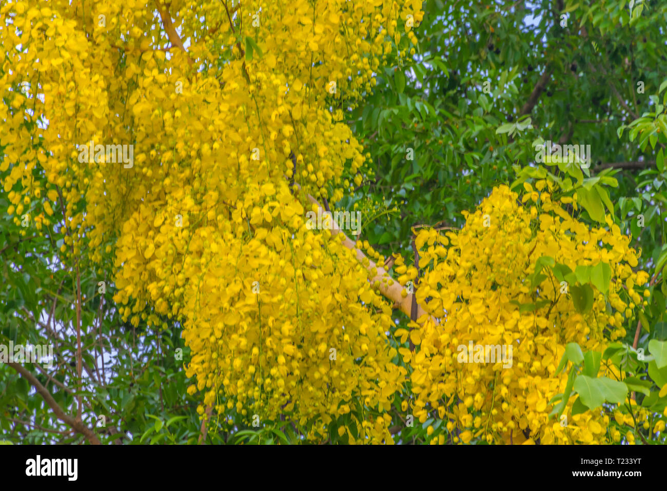 Soft blurred and soft focus texture of Golden shower, Cassia fistula ( Fabaceae ) flower blossom.Thailand's national flower. Stock Photo