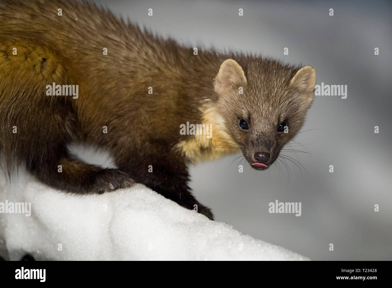 Pine marten on snow-covered branch in winter Stock Photo