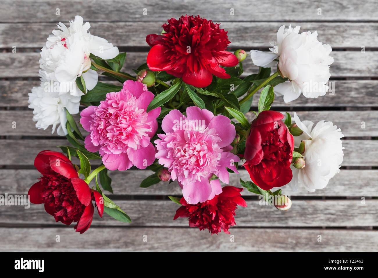 Bunch of white, red and pink Peonies Stock Photo