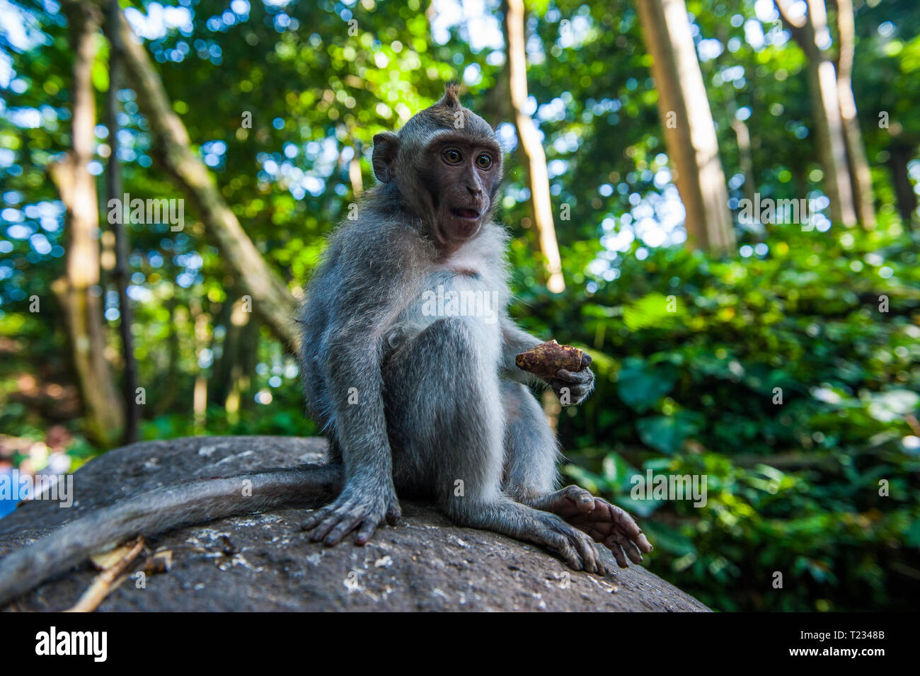 Baby macaque monkeys for sale at Denpasar Bird Market (Pas…