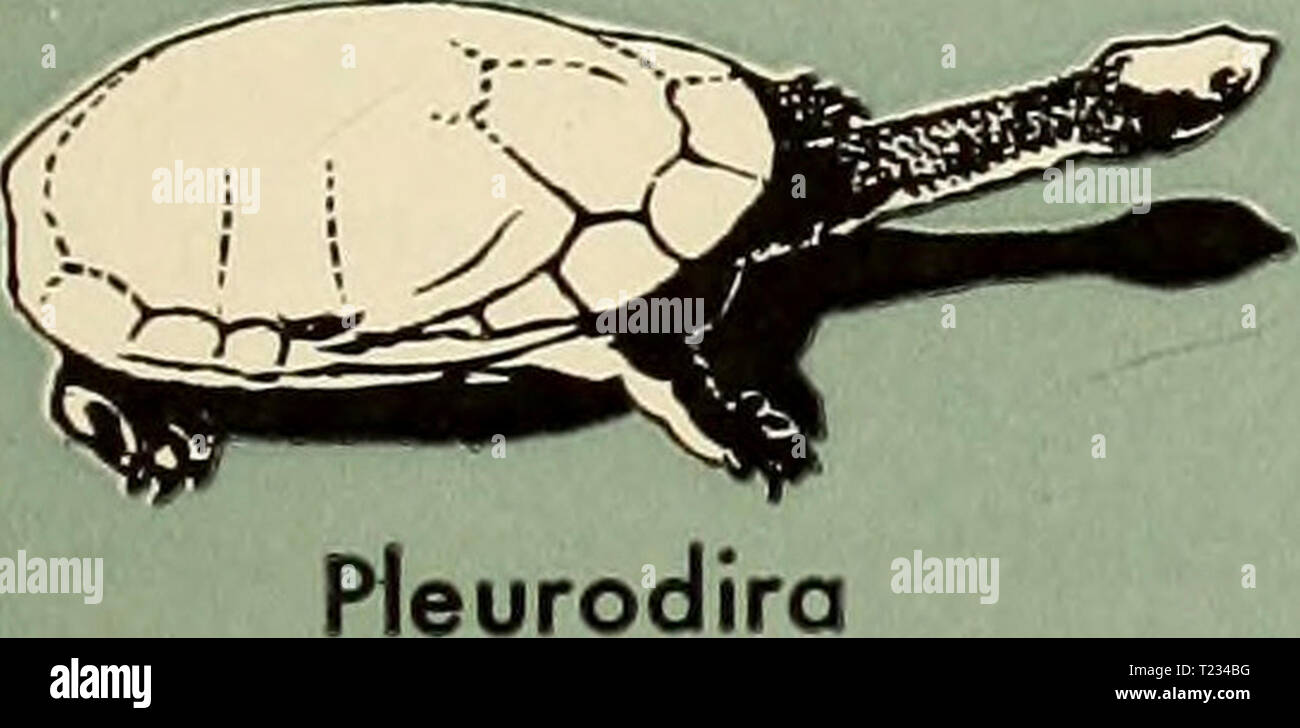 Archive image from page 126 of The dinosaur book the Stock Photo