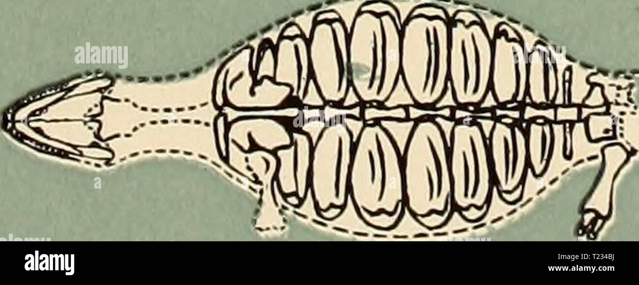 Archive image from page 126 of The dinosaur book the Stock Photo