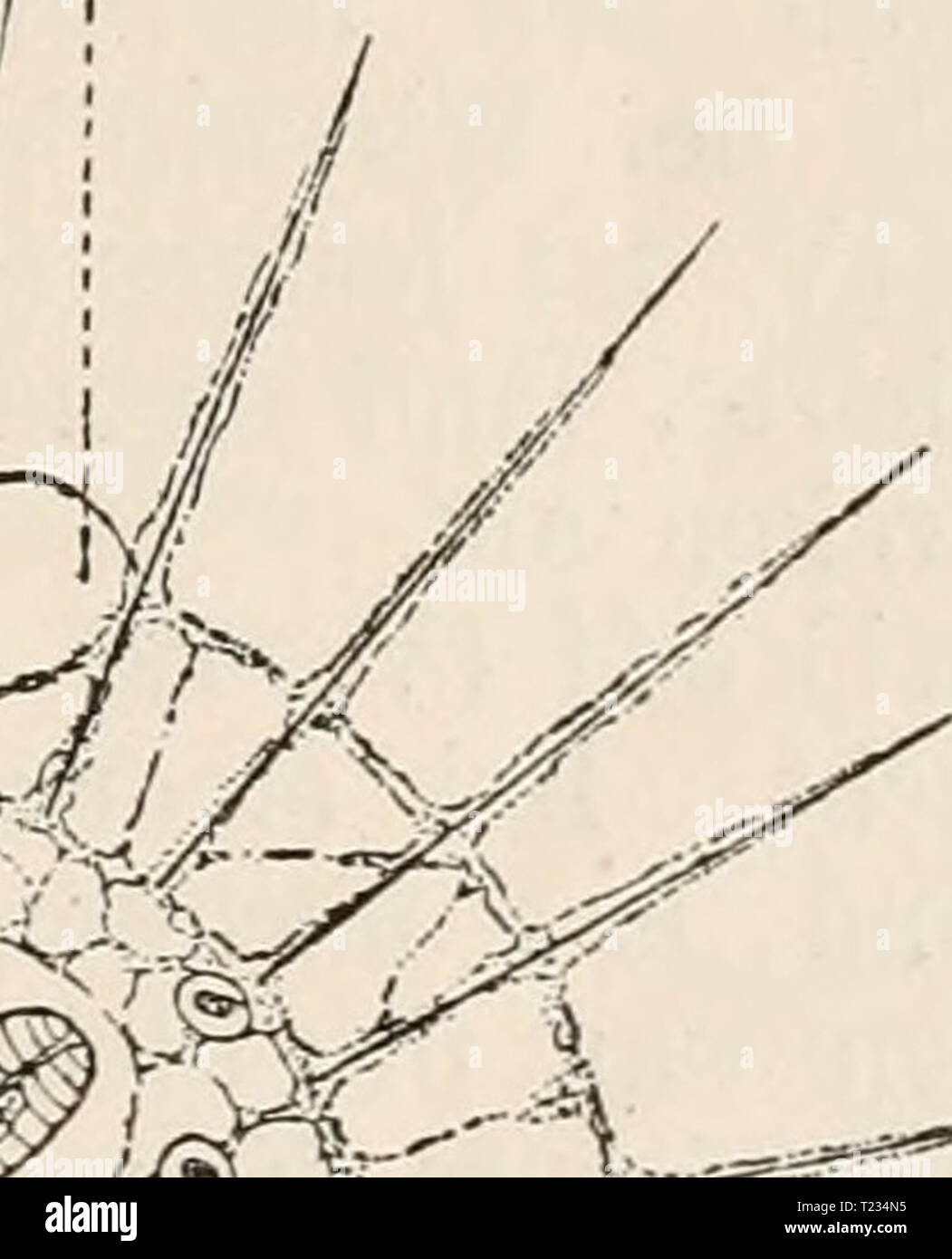 Archive image from page 132 of Die Zelle und die Gewebe Die Zelle und die Gewebe. Grundzüge der Allgemeinen Anatomie und Physiologie diezelleunddiege02hert Year: 1893-1898 ev Stock Photo