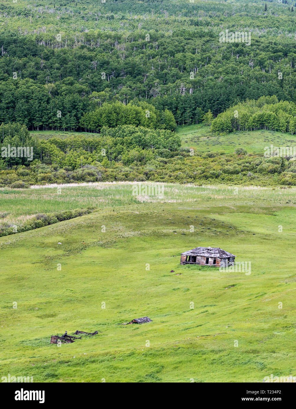 Old cabin in a meadow with background trees Stock Photo