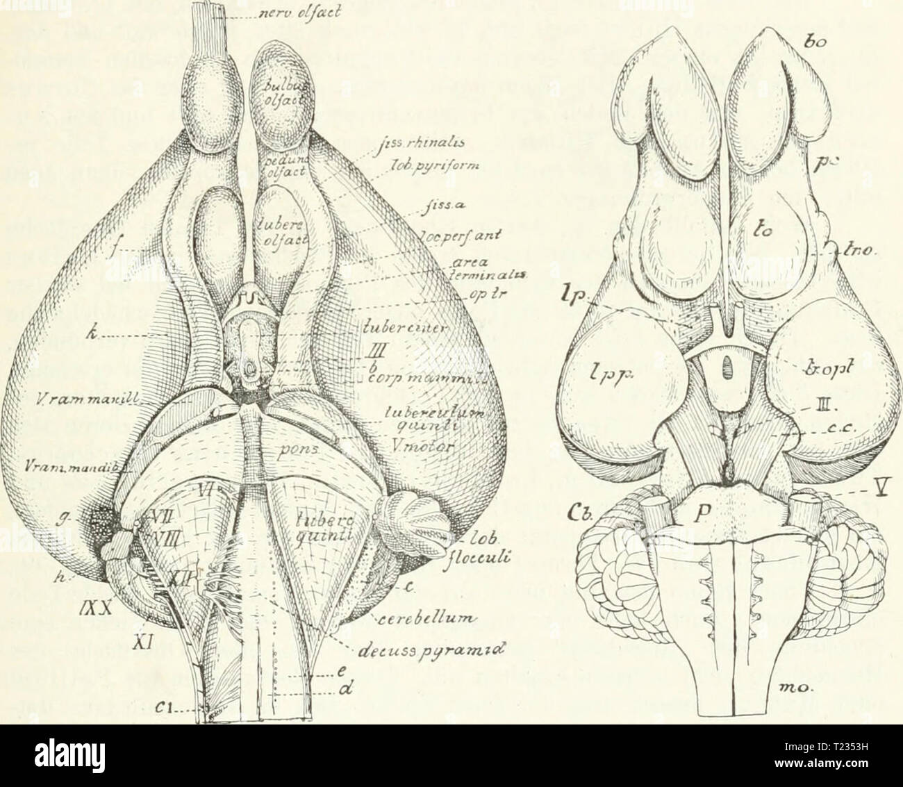 Archive image from page 138 of Die Säugetiere Einführung in die Die