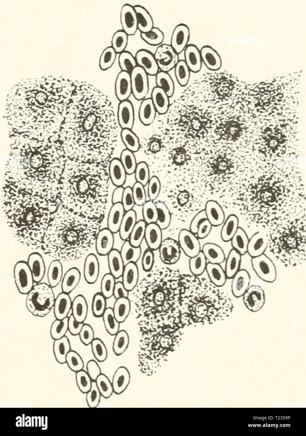 How to Harvest Pollen from Bees: A Beginner's Guide