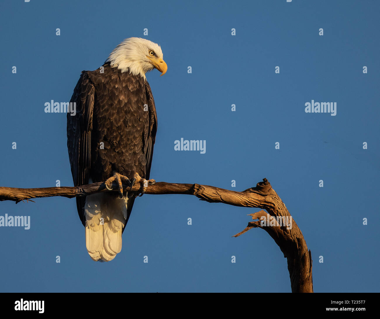 Bald Eagle, Lake Casitas Stock Photo Alamy