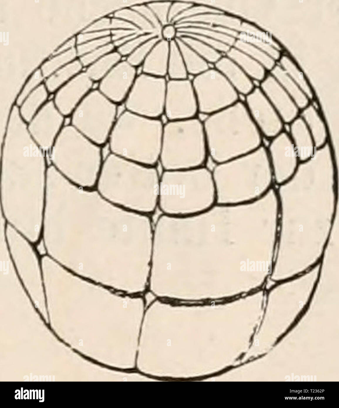 Archive image from page 200 of Die Zelle und die Gewebe Die Zelle und die Gewebe. Grundzüge der Allgemeinen Anatomie und Physiologie diezelleunddiege02hert Year: 1893-1898 Stock Photo