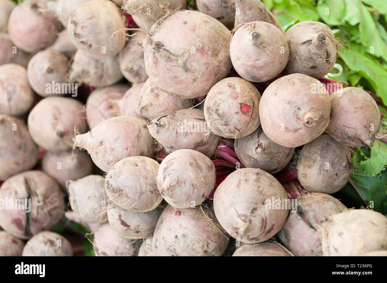 Fresh beetroots on a market stall. Selective focus. Stock Photo