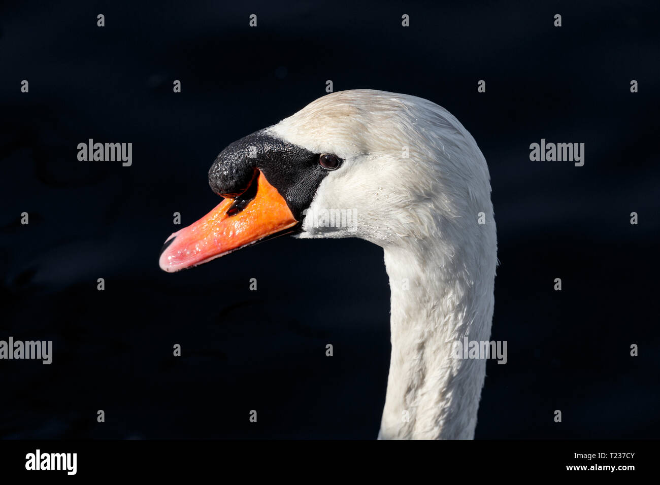 Mute swan head at Ambleside Park, Vancouver BC Canada Stock Photo