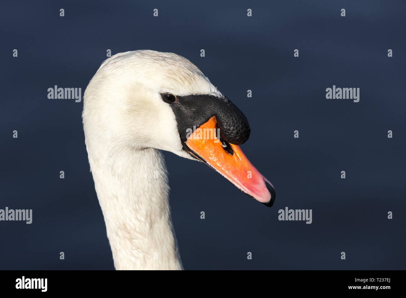 Mute swan head at Ambleside Park, Vancouver BC Canada Stock Photo