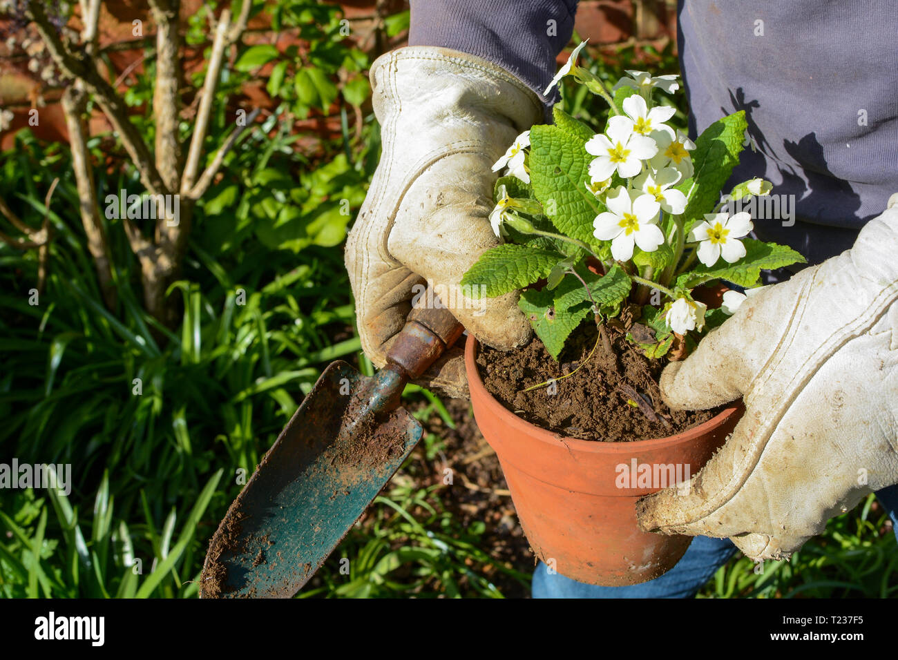Man Planting Roses Gardener hands planting primrose hi-res stock photography and images ...