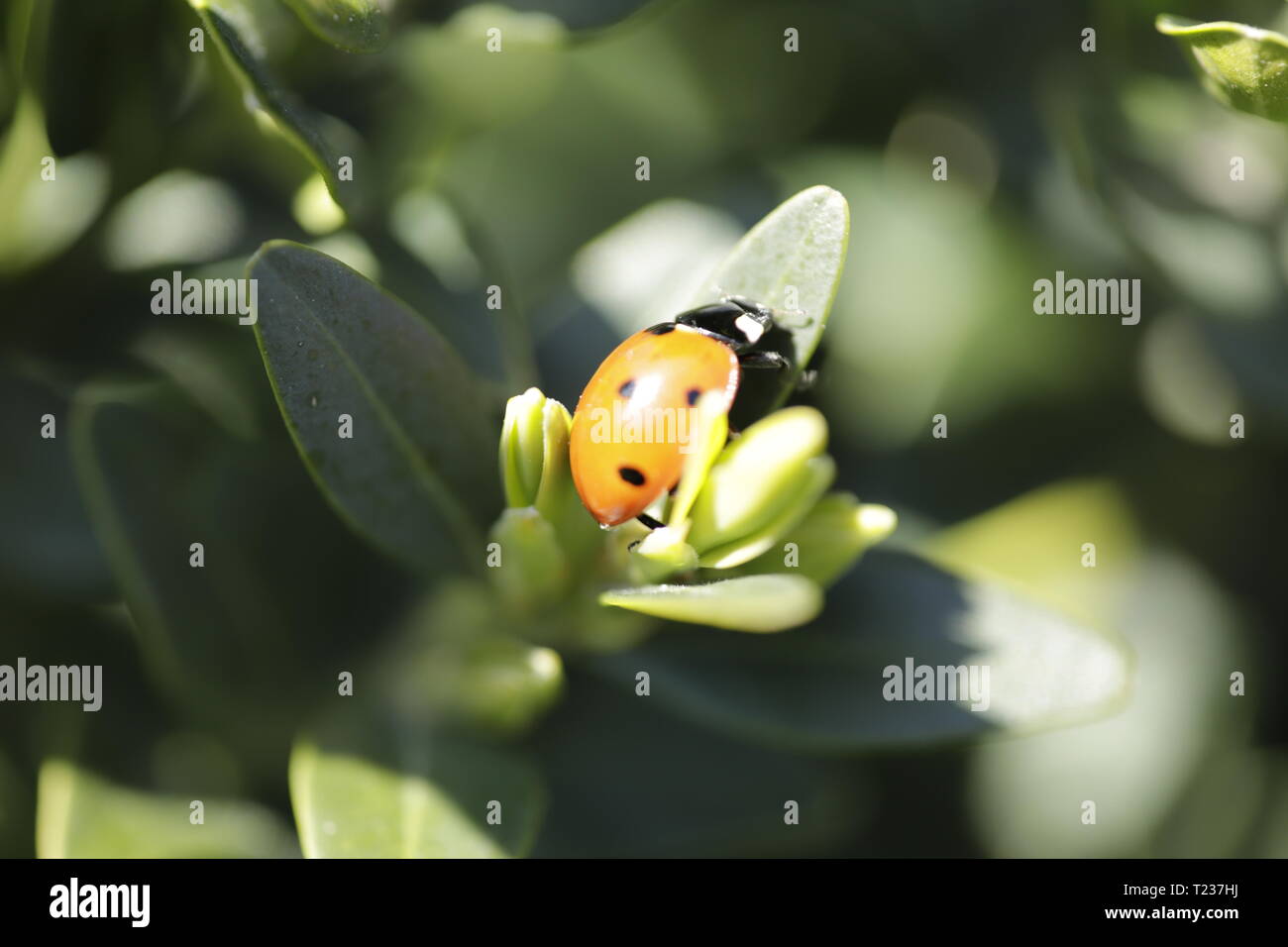 Lady bug on a green branch Stock Photo