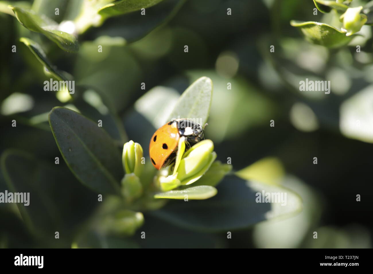 Lady bug on a green branch Stock Photo
