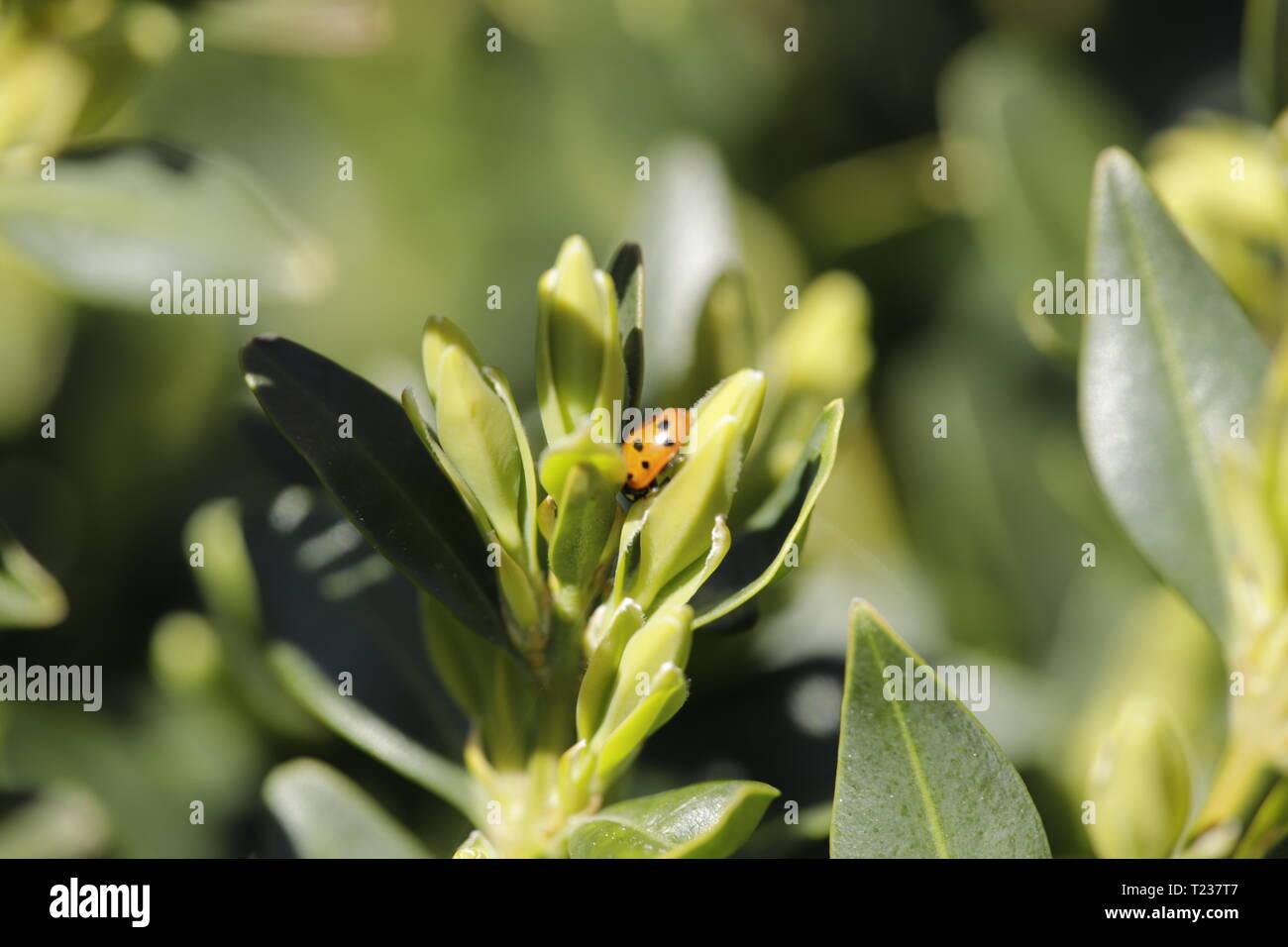 Lady bug on a green branch Stock Photo