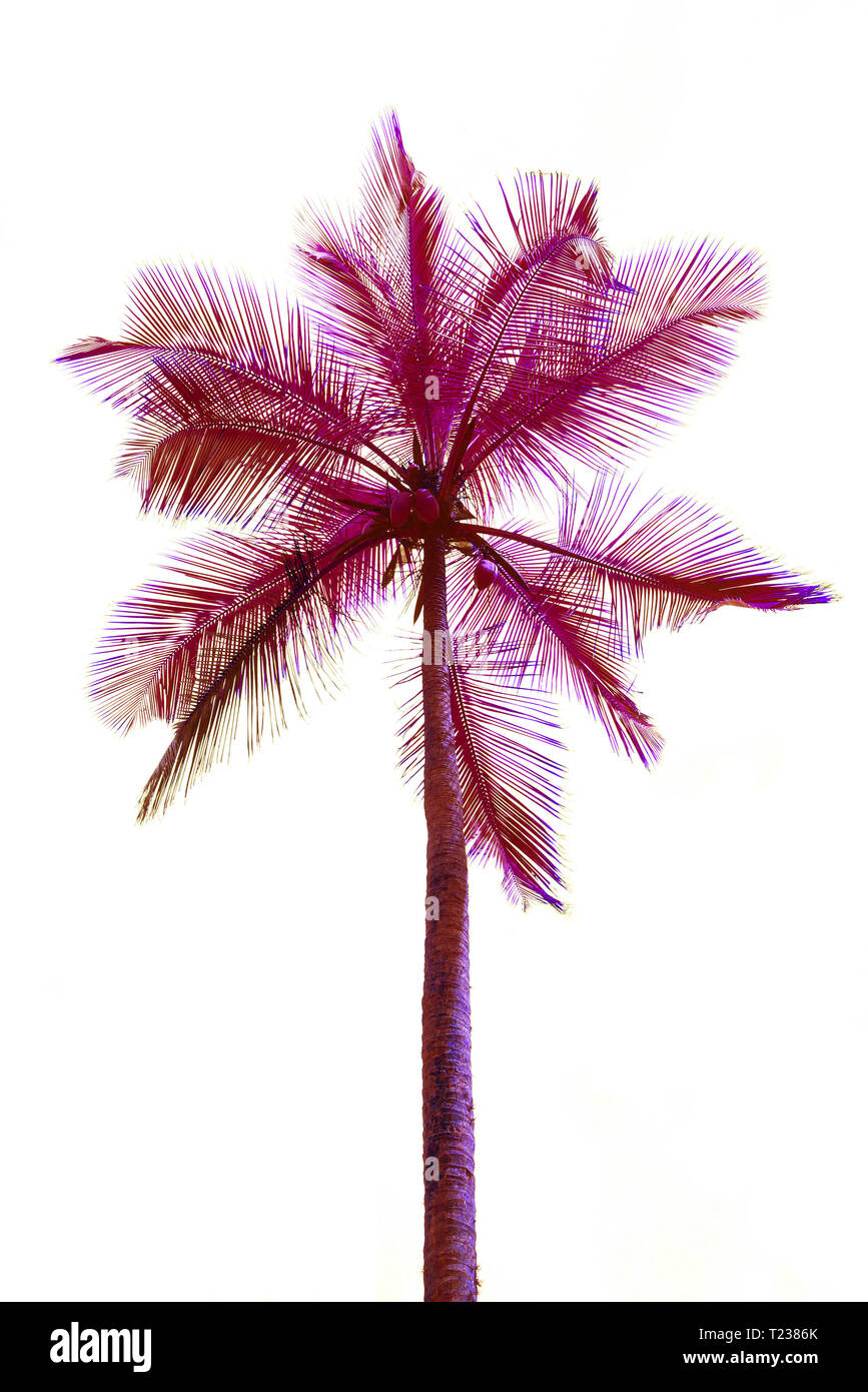 Coconut palm in surrealistic pink isolated on white Stock Photo