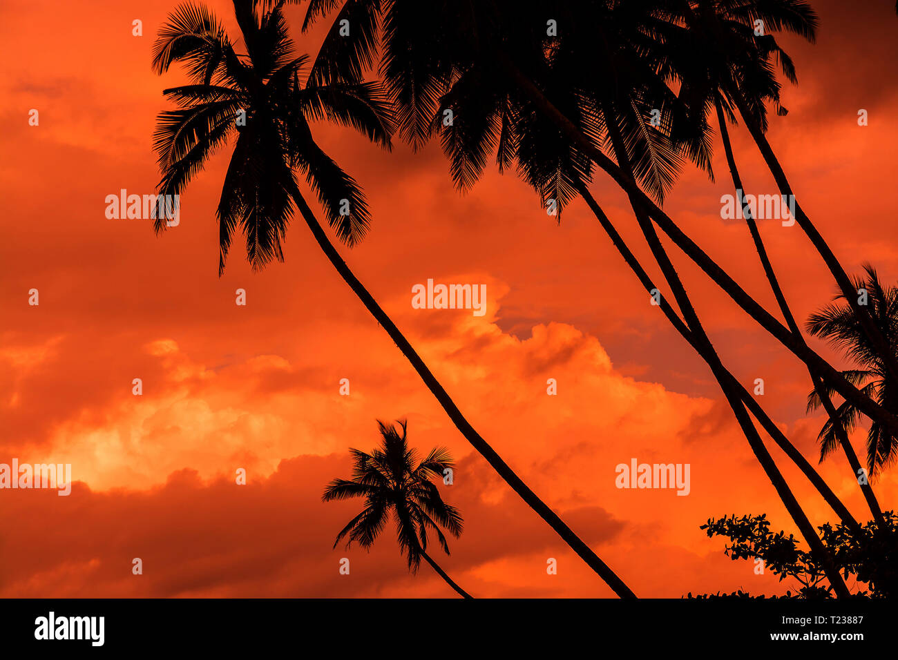 Palm silhouettes warm Living Coral skies tropical concept for travel background Stock Photo