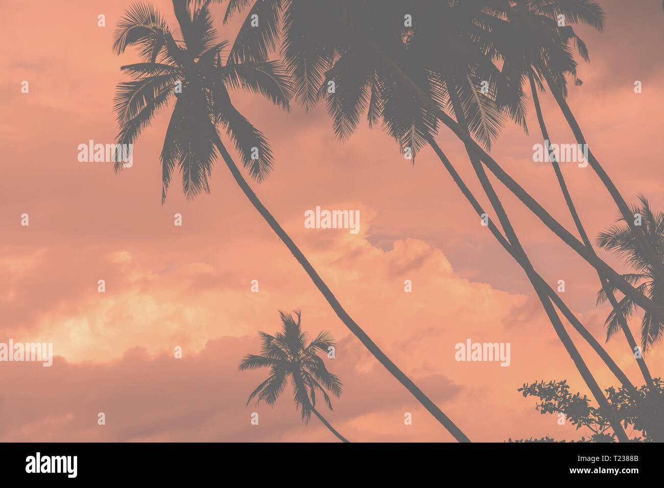 Palm silhouettes warm Living Coral skies tropical concept for travel background Stock Photo