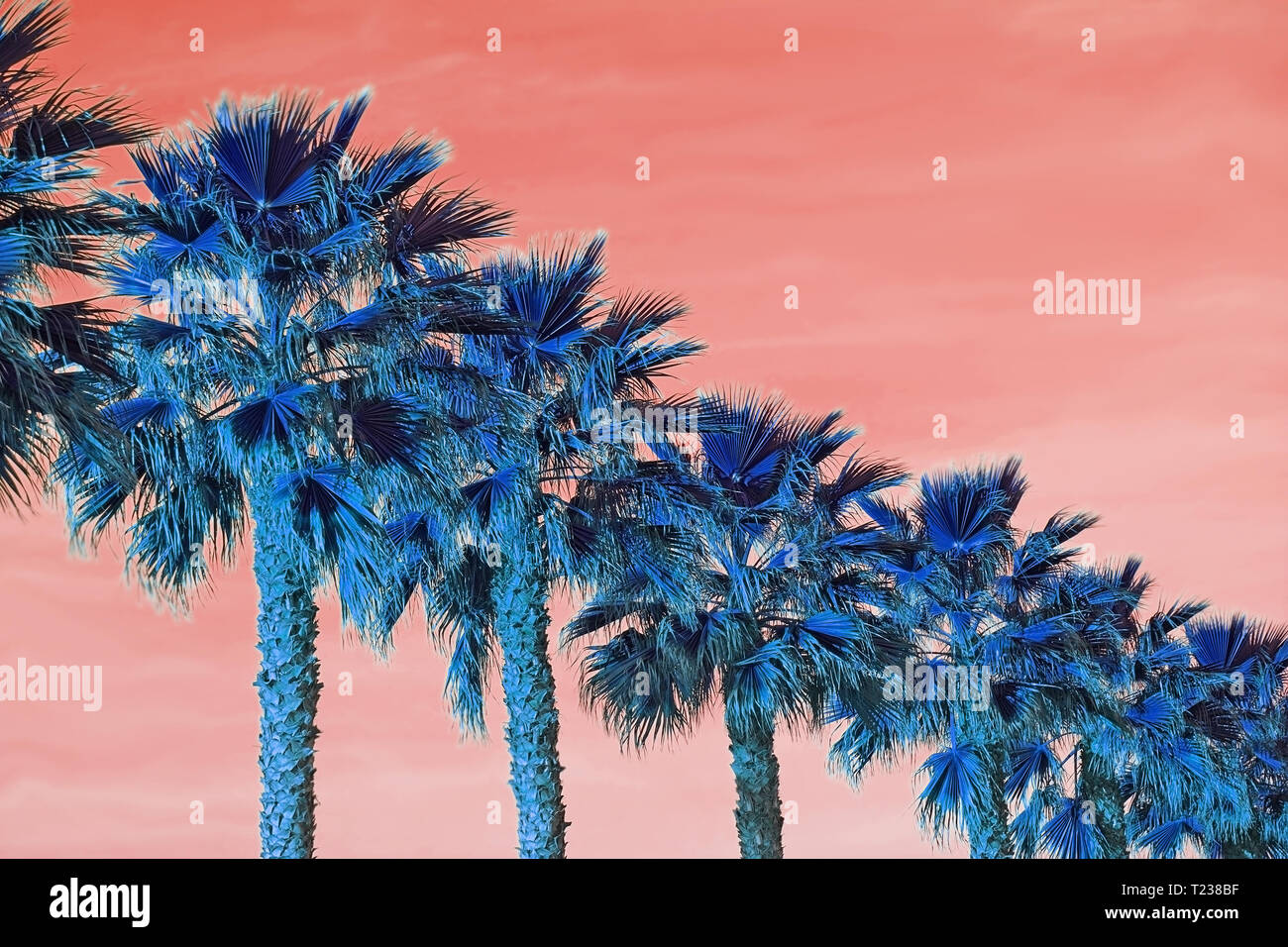 Palm trees seen from below on color Living Coral sky background Stock Photo