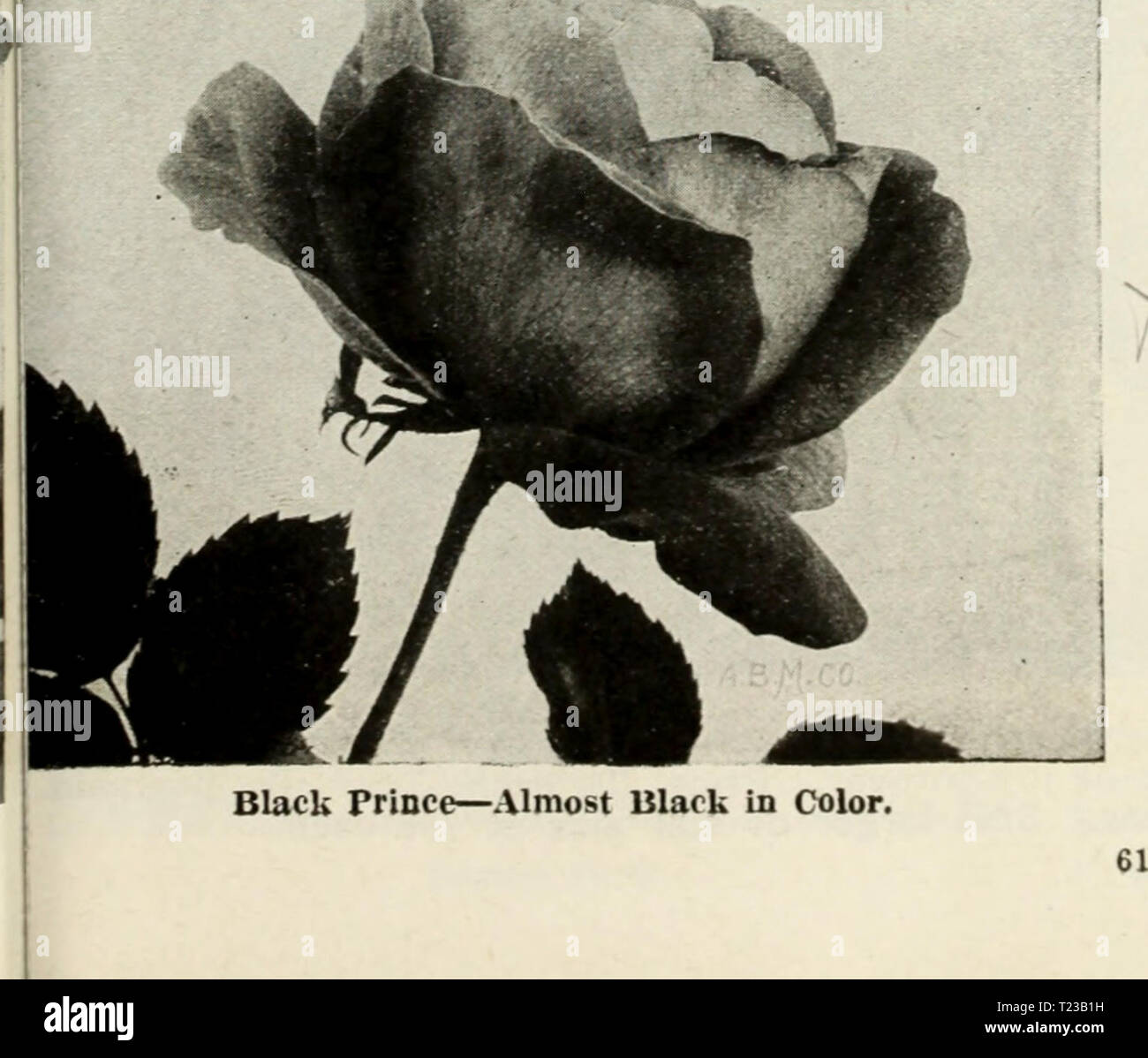 Archive image from page 62 of Dingee guide to rose culture Dingee guide to  rose culture : for more than 60 years an authority 1918  dingeeguidetoros19ding 10 Year: 1918 Gen, Jacqueminot—the Old