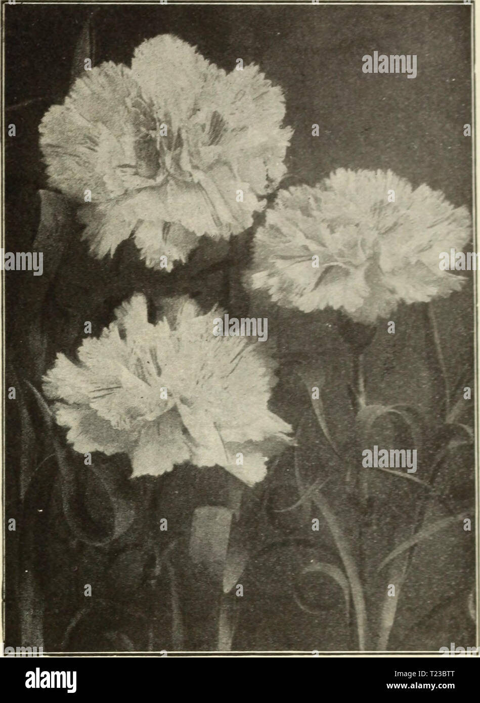 Archive image from page 88 of Dingee guide to rose culture Dingee guide to rose culture  dingeeguidetoros19ding 7 Year: 1916  Dingee Magnificent Carnations We offer stronc plants and, whether planted in the open ground or in pots, they quickly make large specimens, blooming profusely during the summer. For winter bloom pinch the plants back from time to time dur- ing the summer. Bring indoors in early fall. Grown in pots they will bloom abundantly dux'ing the winter. New Varieties Alma Ward—New white variegated; large and fragrant. Dorothy Gordon—A fine, clear, deep shell pink. Gloriosa—Pure d Stock Photo