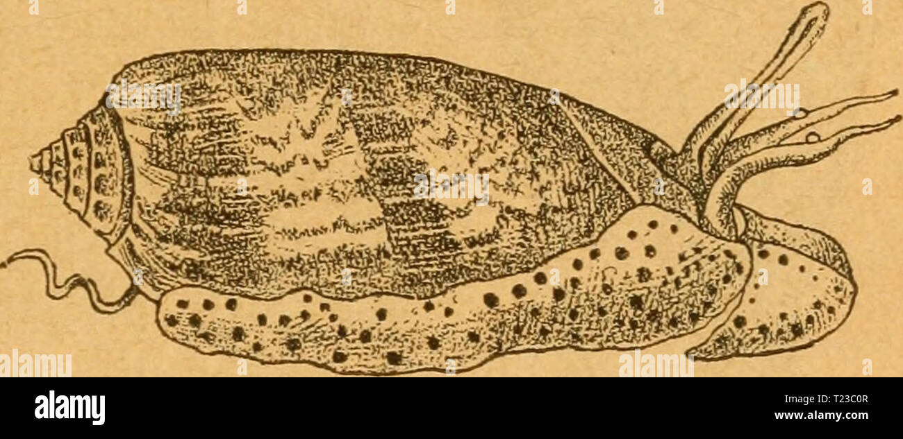 Attel High Resolution Stock Photography And Images Alamy