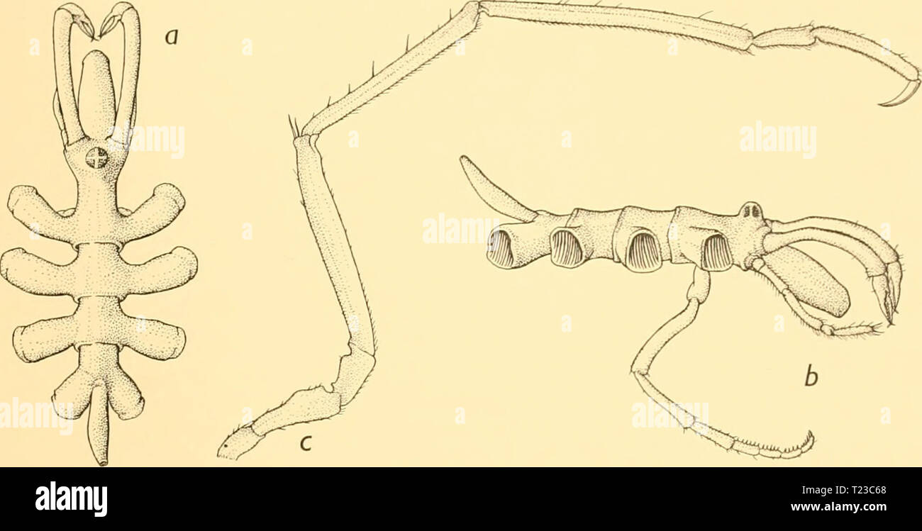 Archive image from page 92 of Discovery reports (1932) Discovery reports  discoveryreports06inst Year: 1932  NYMPHONIDAE 8i and eight). There is no terminal claw, but the last three or four denticulate spines are considerably longer than the others on segment lo (Fig. 39 d). Leg with ova visible in femur and the two distal coxae. Second coxa equal to the    Fig. 38. Heteronymphon kempi, gen. et sp.n.: a. Holotype; dorsal view of body with chelophores. b. Holotype, lateral view of body with chelophores, palp and oviger. c. Third leg. Other two together, with a distinct prominence on the dorsal  Stock Photo