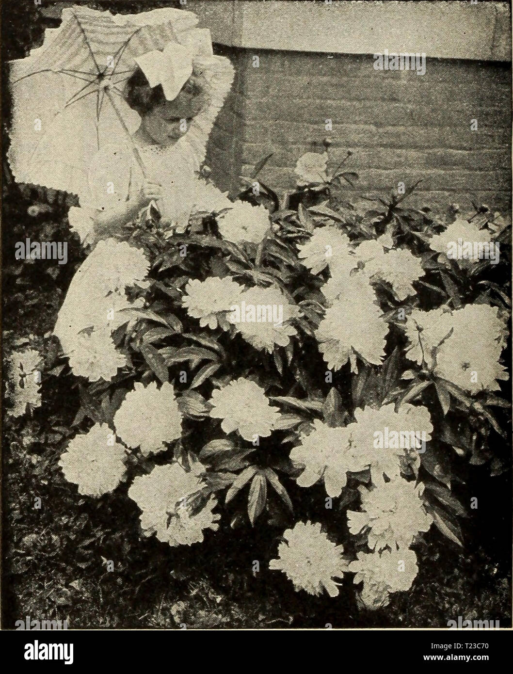 Archive image from page 93 of Dingee guide to rose culture Dingee guide to rose culture  dingeeguidetoros19ding 7 Year: 1916  Peony. New and Rare Peonies Price, strong roots, 50c each. Set of 8 superb varieties, postpaid, for $3.25. Edulis Superba—Red. Faust—Delicate light pink. Felix Crousse—Brilliant red. Extra fine, Humei Carnea—Light rose, passing into white. Insignis—Beautiful violet pink. Jeanne D'Arc—Pure white. Nobilissima—Dark violet red. Festiva Maxima—White center, flaked red. Double Peonies Price, 40c each; $3.00 per dozen. Set of 14 varieties, $3.25, prepaid. Candidissima—Creamy w Stock Photo