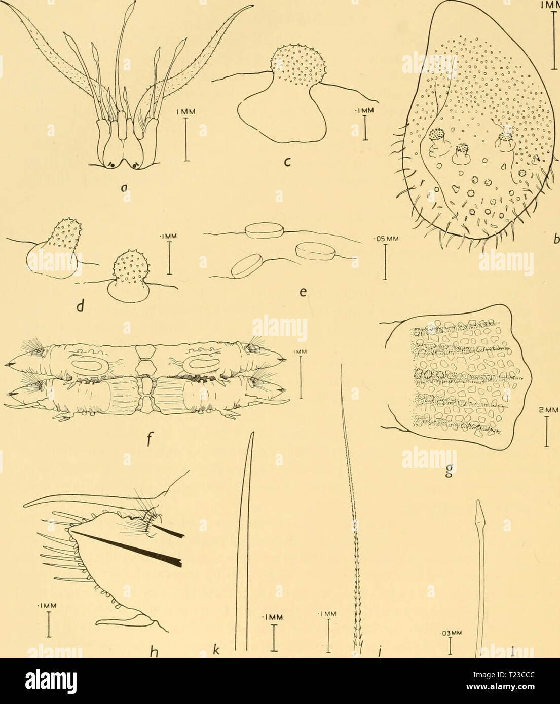 Archive image from page 113 of Discovery reports (1936) Discovery reports  discoveryreports12inst Year: 1936  MM    Fig. 10. Euphionella patagonica. a. Head. b. El3ron. c. Larger type of echinate tubercle. d. Smaller type of echinate tubercle. e. Disk-shaped tubercle. /. Dorsal surface of two middle segments, showing pseudo-elytra. g. Pseudo-elytron. h. Middle foot. /. Dorsal bristle. k. Ventral bristle. /. Lower ventral bristle. Stock Photo